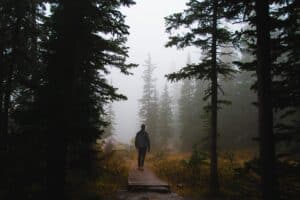 person walking in the middle of a forest with pines